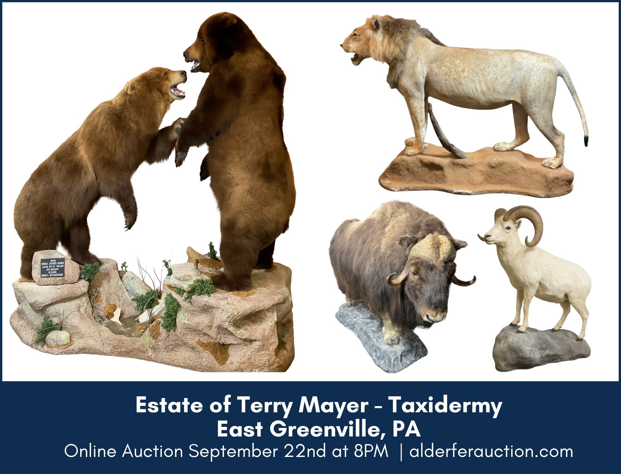 Estate of Terry Mayer Taxidermy | Online Auction in East Greenville 