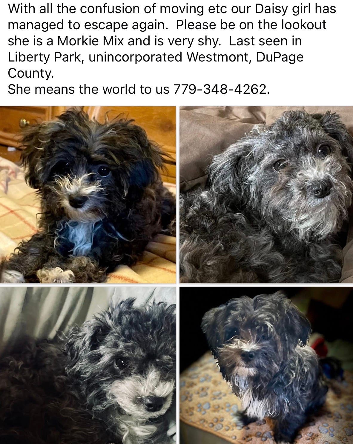 Missing dog “DAISY” small black with white