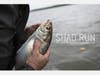 "SHAD RUN The Story of America's Forgotten Fish" is among the new offerings during MPT's upcoming Chesapeake Bay Week.