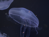 The simple elegance of the moon jellyfish is shown as it glides through
the water, from the new MPT documentary "Creatures of the Chesapeake."