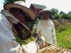 Drew Denton and Jane Kuhl work with their bee hives at Lost Acre Farm in Bel Air