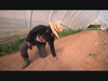 Deep Roots Farm -- Ann “Farmer Gale” Sutton examines soil conditions at her farm in Upper Marlboro.