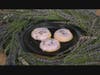Lavender-glazed sugar cookies baked by Al Spoler and Earth Tones Cafe chef Kim Wood