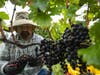 Boordy Vineyards Assistant Vineyard Manager Dan Skidmore hand-picks and inspects grapes in Hydes, Baltimore County.