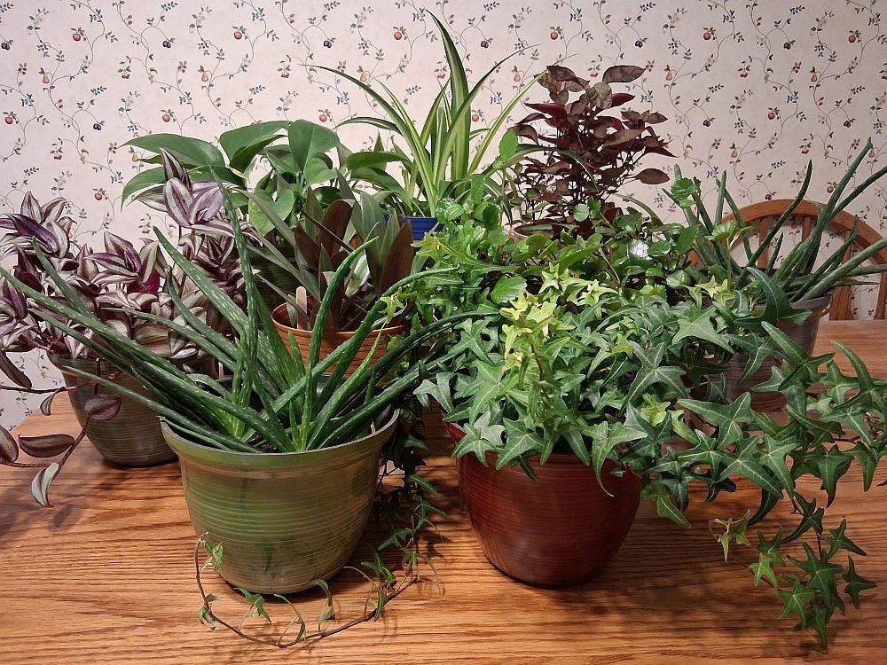 House Plant Sale - Saturday Sept 19th