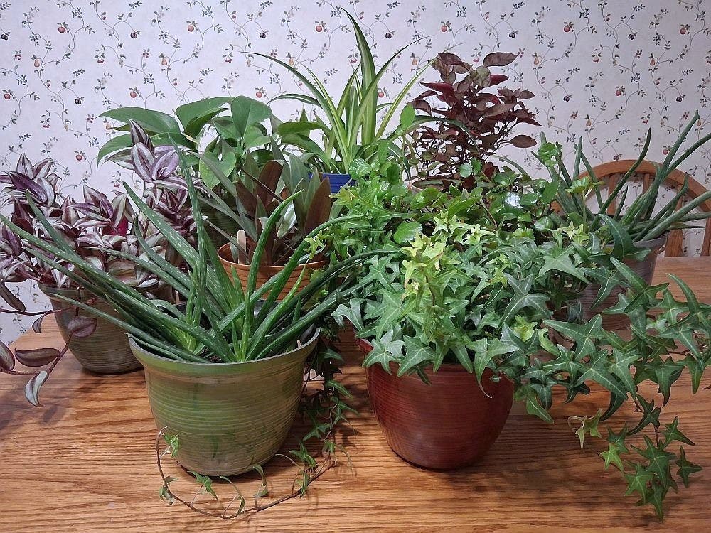 House Plant Sale