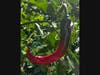 Italian pepper 
