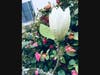 Flowers for Mother’s