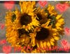 Sunflowers symbol of light with hearts