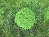 Spring clover at my yard