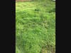 Patches of cloverleaf/wood sorrel 
