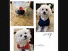 Dogs love unconditionally; Clover and Lucky showcasing fashion’s outfit  
their Xmas gift from author. Though not pat of art show, they display what love is.