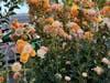 Roses growing inside the fair in time for the THEME : IN  BLOOM.