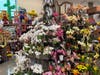 Orchids beauty, grace are on display for the opening from California growers.
