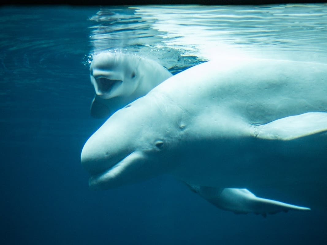 The Georgia's Aquarium's 20-year-old beluga whale gave birth to a calf earlier this month.