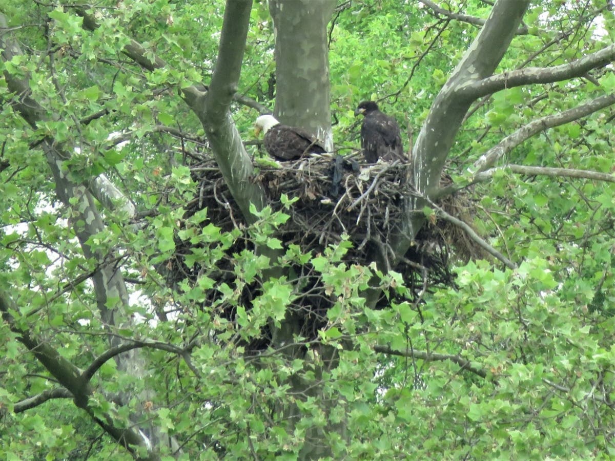 Two newly born eaglets can now be seen in their natural habitat at the Baltimore-based urban wildlife area.