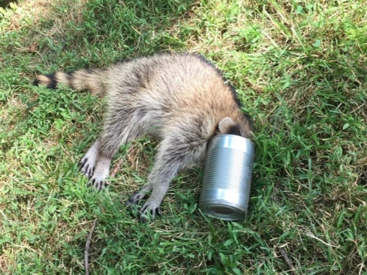 A raccoon that had managed to get its head stuck was freed by Natural Resources Police officers on Monday.