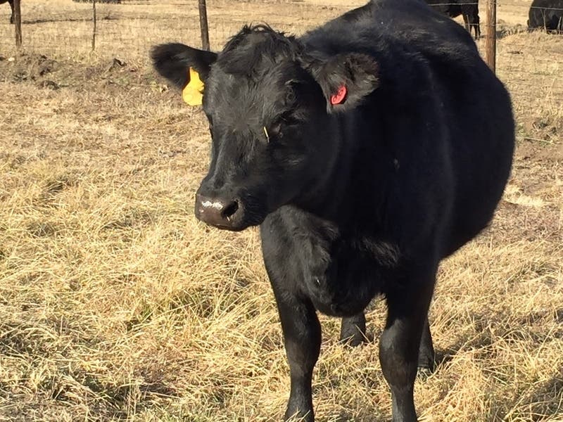 Beef cattle will be among the livestock shown and sold during an upcoming youth show and sale at the Harford County Equestrian Center.