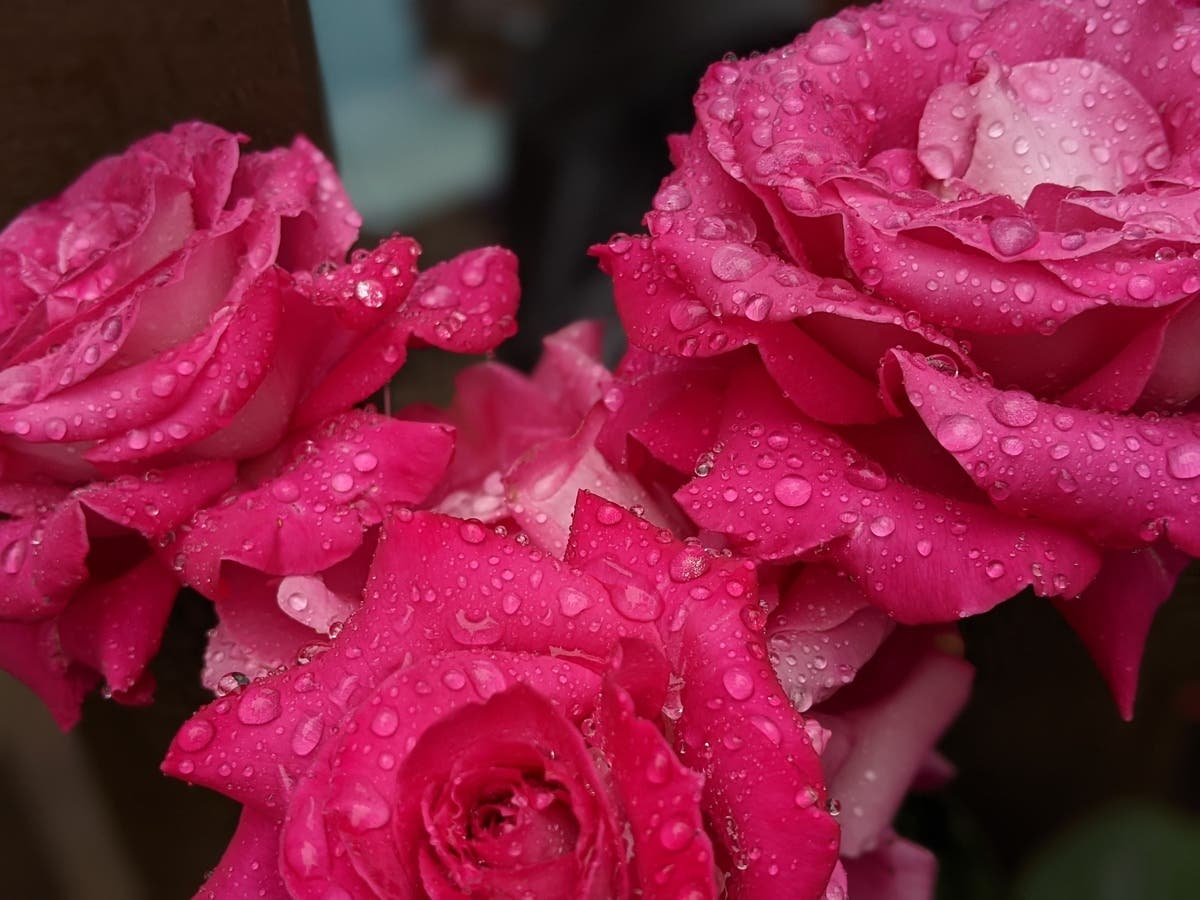 Patch reader Jayshree Patel captured this beautiful image after a light rain fell on Walnut Creek on Monday
