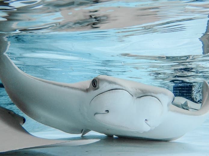Experts are not certain what caused the supersaturation event at Stingray Bay that led to the sudden death of 12 rays, but said that there are a couple possible causes including a system malfunction. 