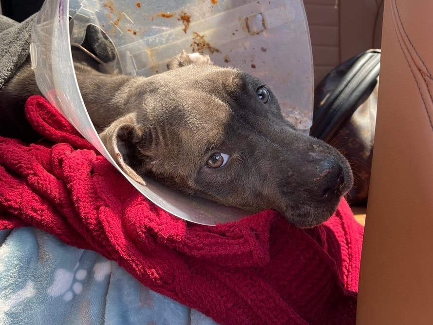 Ruth, a pit bull left alone in a South Holland park last month, survived an improbable surgery in August and was making progress before she died just more than a week later.