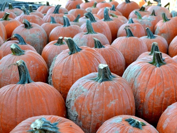 There are several pumpkin patch options around the greater Charlotte area that provide local families with hours of fun and autumnal entertainment. 