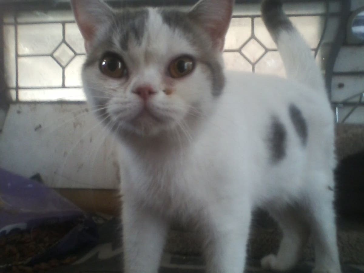 A total of 31 purebred Scottish Fold cats were taken from a breeder in southern Monterey County last month. The breeder has until Saturday to reclaim the cats from animal rights officers.