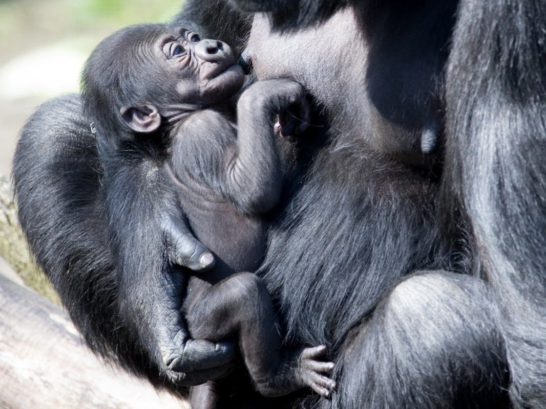 https://patch.com/img/cdn20/users/23958621/20200508/032022/styles/patch_image/public/rs38430-2020-03-baby-gorilla-15___08151251571.jpg