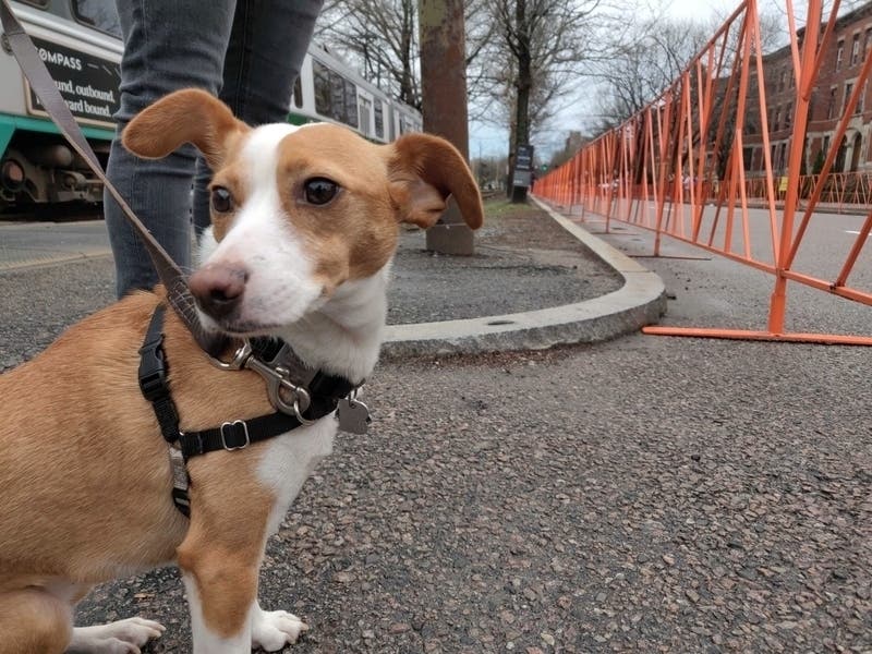 Dog walkers can get back to business if they follow a few new safety guidelines. 