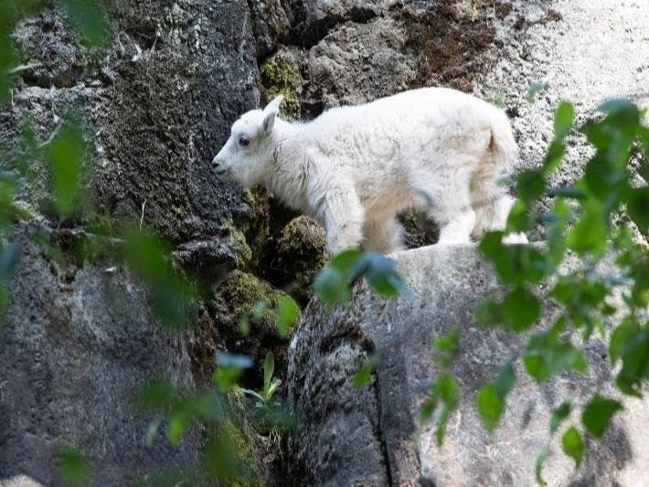 This young mountain goat is one of many animals born at the zoo amid the pandemic, and will soon be viewable by the public for the first time.