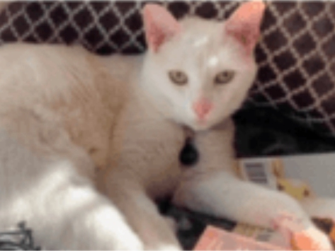 Officials are appealing to the community for information after a cat was discovered with apparent gunshot wounds in his face and body. 