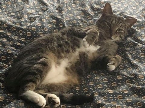 Middletown Animal Control is seeking the public's help locating a cat that went missing in late July. 