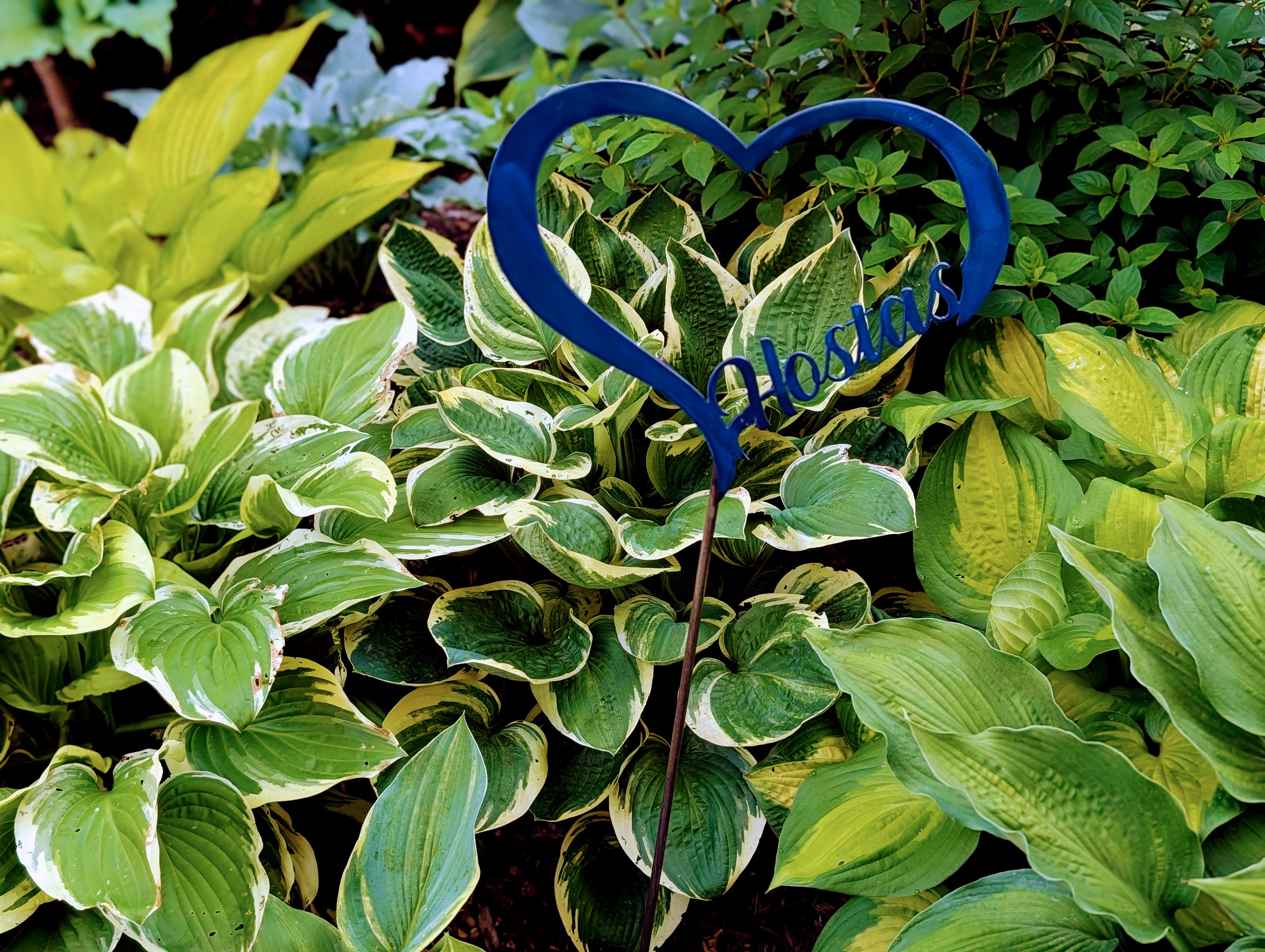Grayslake Greenery Garden Club presents Hostas in the Garden