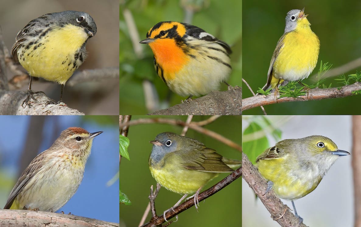 Hartland Audubon Nature Club