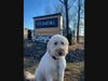 The Molloys’ goldendoodle, Rylee, feels right at home in their new apartment at Stonehill.