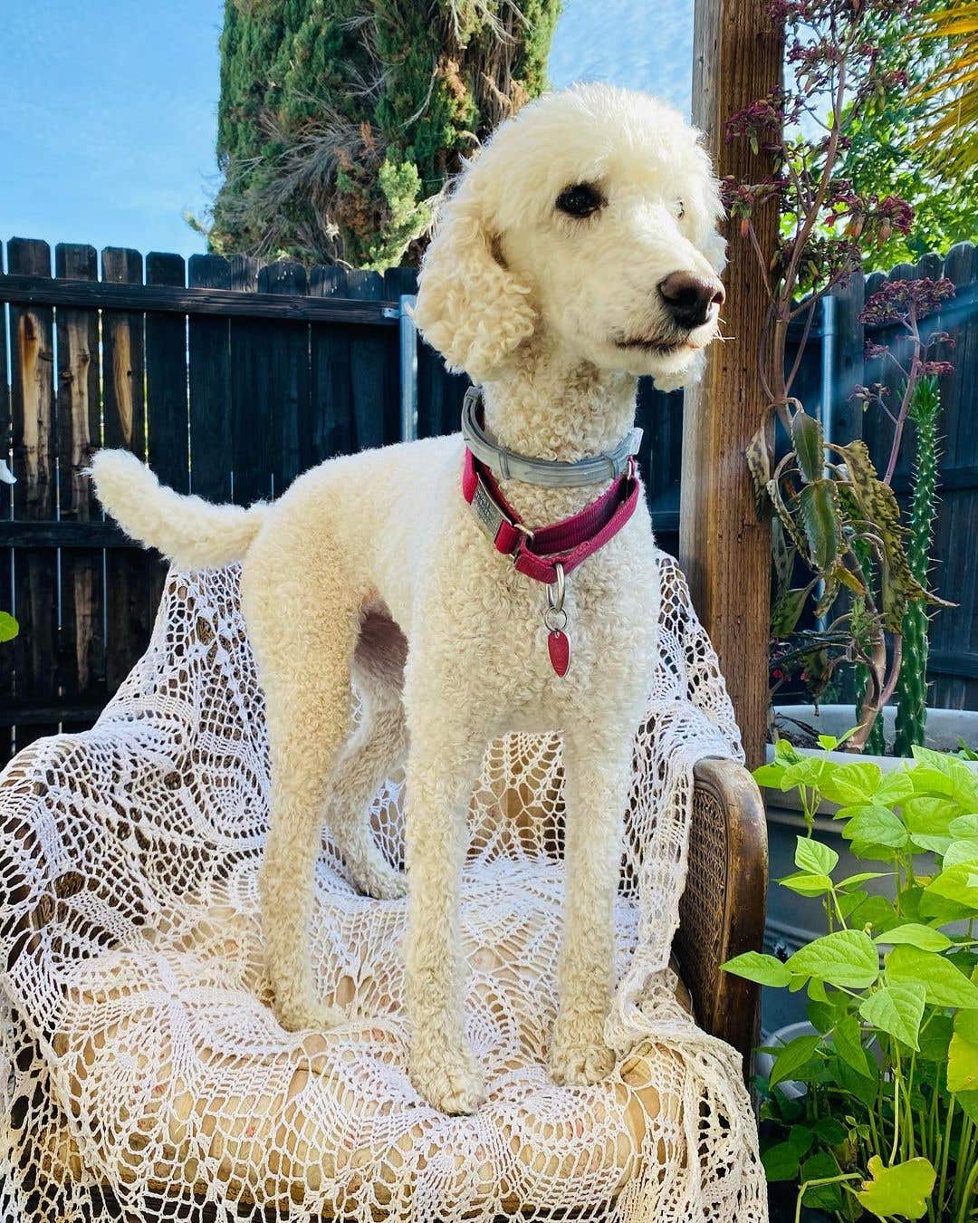 Safe Pup Land