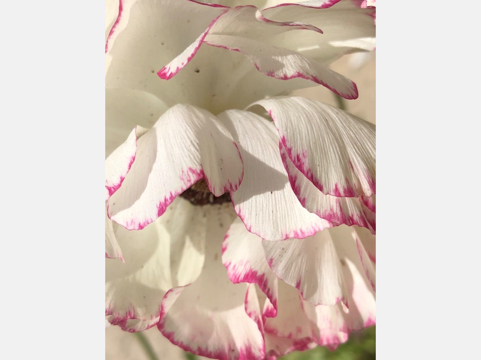 Ranunculus flowers are bringing smiles to Oxnard residents.