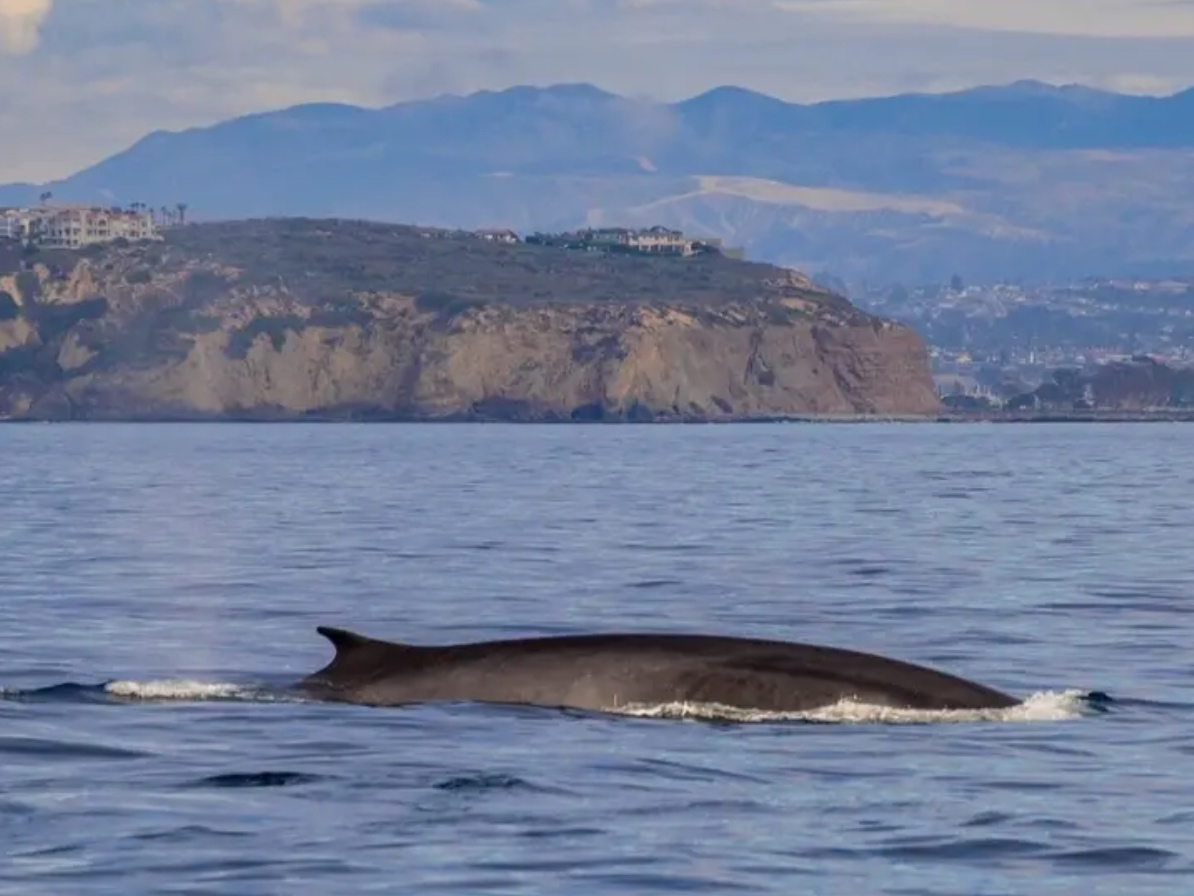 Fin whales spotted off the Dana Point Headlands this week.