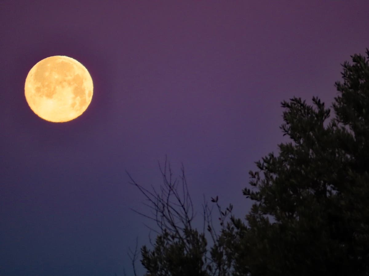A luminous full moon sets over Livermore's Holdener Park Wednesday morning.