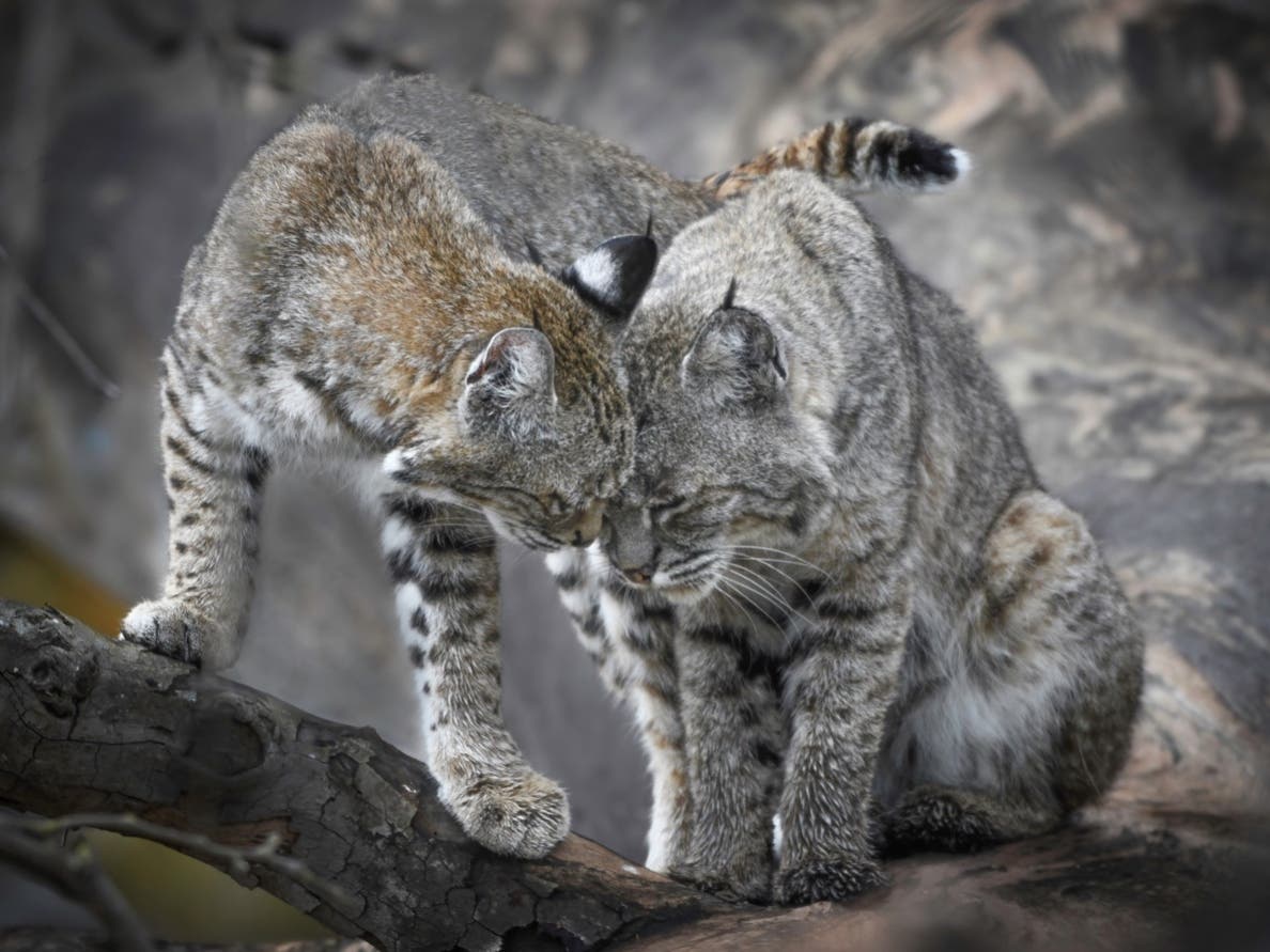 Griffin snapped this photo of a mother and kitten bobcat sharing a tender moment after the mother brought home a snack.