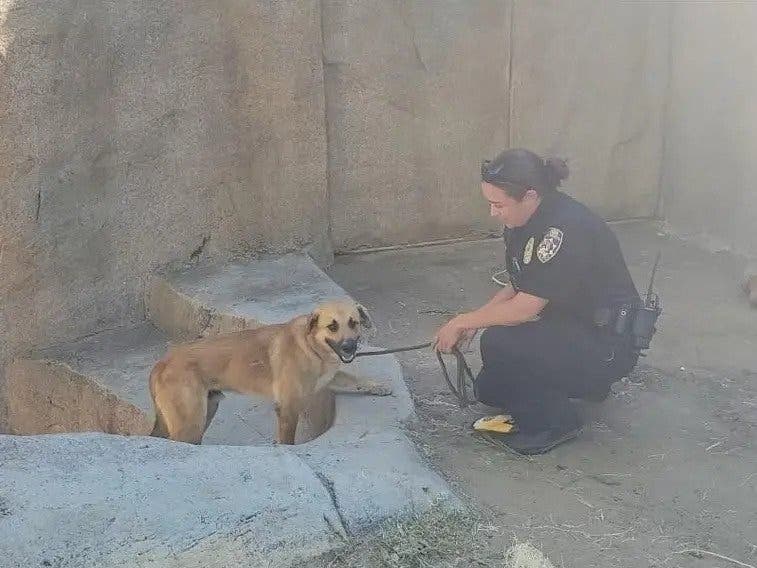 An SDHS officer rescues Meatball after he wandered into the San Diego Zoo Safari Park gorilla enclosure and was chased by a gorilla.