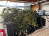 Officers say they found hundreds of plants worth over $200,000.