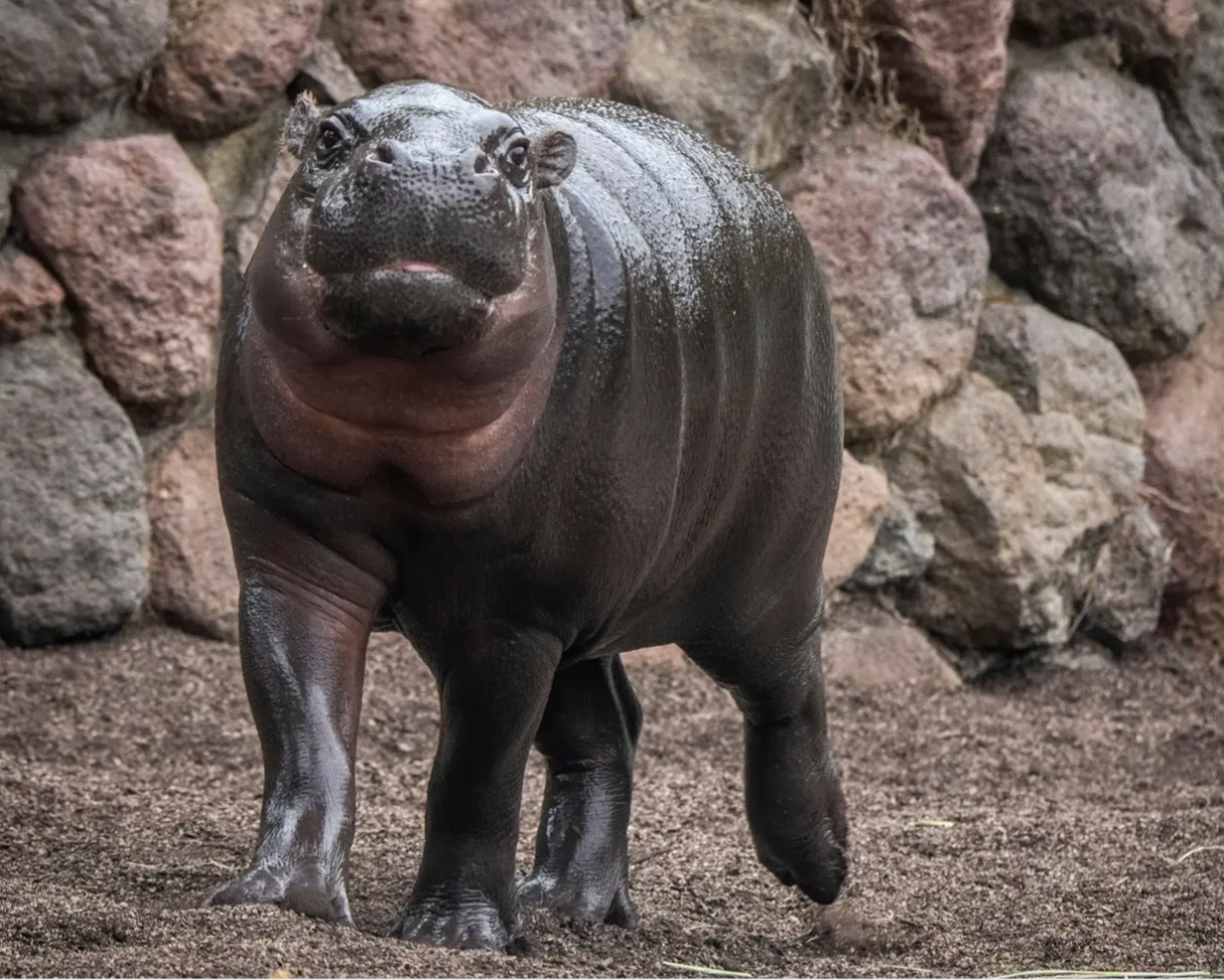 Udo, a two-year-old male pygmy hippopotamus at San Francisco Zoo & Gardens in San Francisco smiles for the camera in October 2022. Udo's arrival to the zoo marks the first time a pygmy hippo, an endangered species, has been at the zoo since 2004. 
