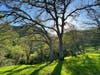 Verdant hills in Las Trampas.