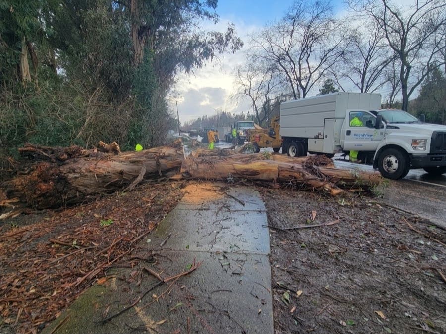 A fallen tree closed down a portion of Camino Tassajara Tuesday morning.