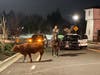 Holy cow! Ranchers were finally able to corral the cow back after about an hour of wandering. 