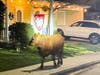 The cow wanted to tour holiday lights before going home. 