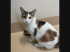 Learn more about Elizabeth and other cats and dogs at valleyhumane.org.