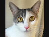 Learn more about Elizabeth and other cats and dogs at valleyhumane.org.