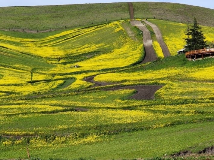 Yellow wildflowers blanket this field off Camino Tassajara. 